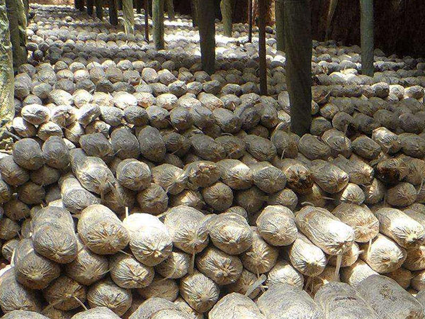 正確判斷菌種的優(yōu)劣必須做到“望、聞、問、切”